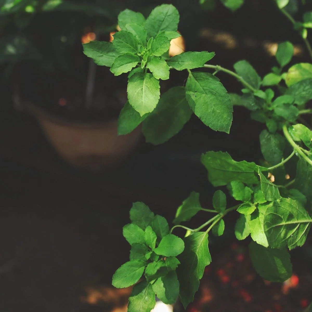 Bliss: Sacred Tulsi Adaptogen Tea - Image 3