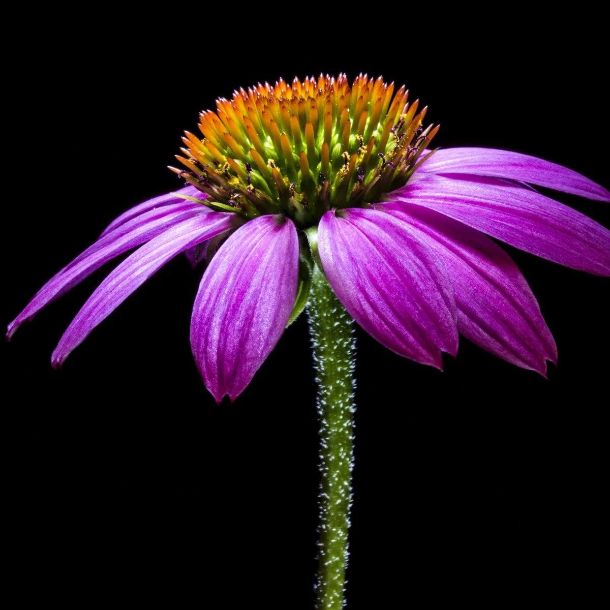 Symbeeosis: Beautifying Immunitea for the Queen Bee - Image 7