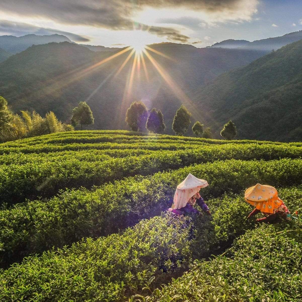 Ti Quan Yin Oolong: Tea of Patient Compassion - Image 6